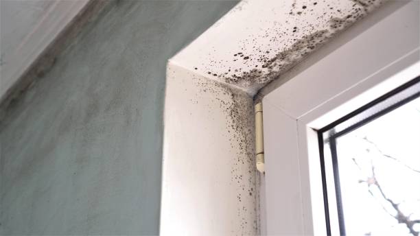 Professional Mold Removal in Kingman, AZ