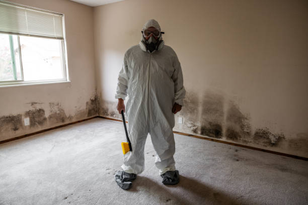 Best Certified Mold Removal  in Kingman, AZ