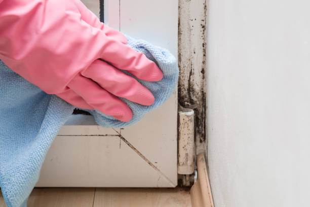 Certified Mold Removal in Kingman, AZ